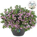 Afbeelding van HP27 o.kl. Scaevola Pink